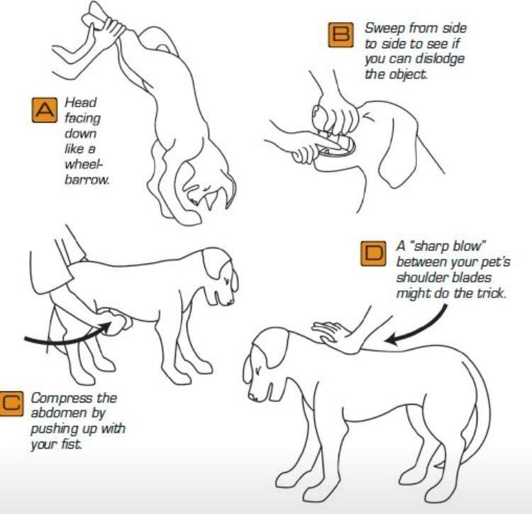 Picture of Pet Choking Emergency: Essential Steps – Arrak Outdoor USA