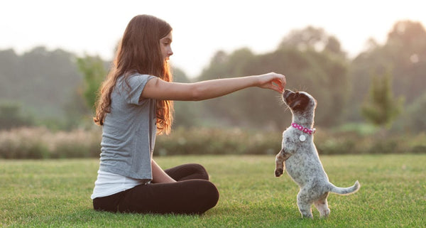 6 Essential Commands to Teach Your New Puppy: A Step-by-Step Guide