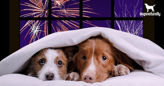 Helping Your Dog Cope with Fireworks: A Guide to Easing Their Fear - Arrak Outdoor USA