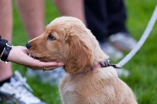 Introducing Your Puppy to Strangers: A Guide to Safe and Controlled Socialization - Arrak Outdoor USA
