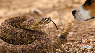 Protecting Your Dog from Rattlesnakes - Arrak Outdoor USA