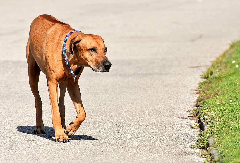 Protecting Your Dog's Feet from Summer Heat: Tips and Tricks