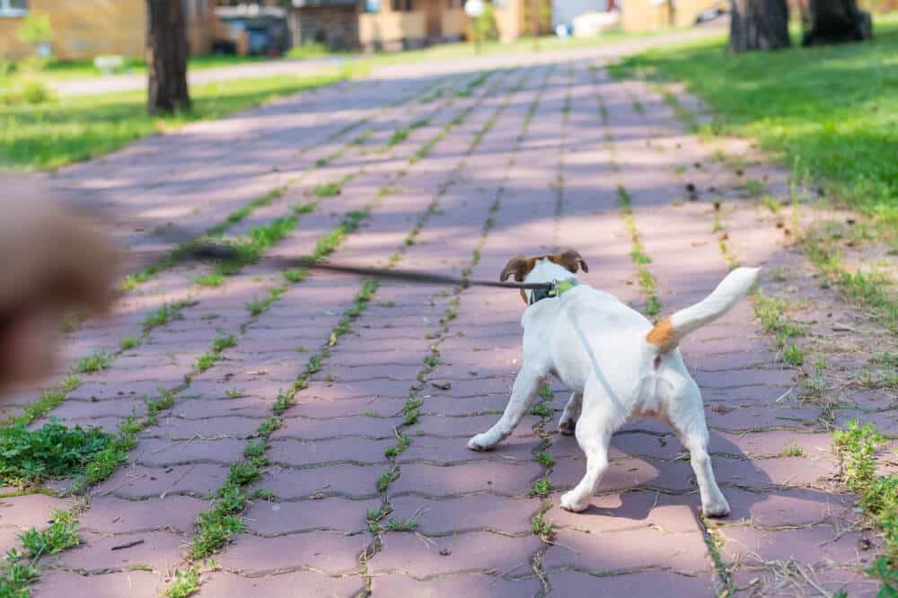 Walka Pulinga Breaking the Leash Pulling Habit: A Guide to a Better Walk with Your D ...