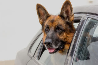 Teaching your Dog Good Car Behavior - Arrak Outdoor USA
