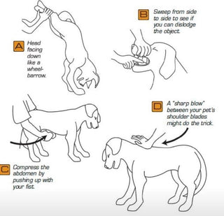 Act Quickly in a Choking Emergency: Essential Steps to Help Your Pet - Arrak Outdoor USA
